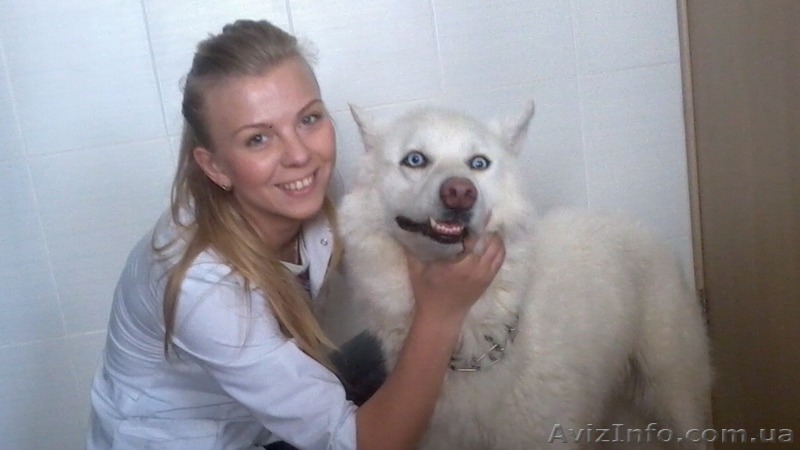 Ветеринар на дом. Предлагаем услуги.Харьков - <ro>Изображение</ro><ru>Изображение</ru> #1, <ru>Объявление</ru> #1413685