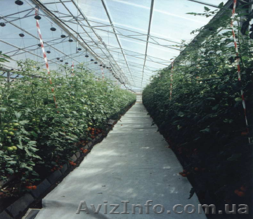 Высококачественная теплица от Израильского производства для Вас! - <ro>Изображение</ro><ru>Изображение</ru> #1, <ru>Объявление</ru> #1458010