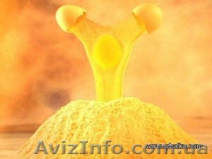 Порошок яичный сухой ГОСТ - <ro>Изображение</ro><ru>Изображение</ru> #1, <ru>Объявление</ru> #1458247