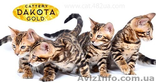 Бенгальский котик и бенгальская кошечка - <ro>Изображение</ro><ru>Изображение</ru> #1, <ru>Объявление</ru> #1477149