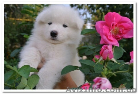 Продаются шикарные щенки лайки самоеда - <ro>Изображение</ro><ru>Изображение</ru> #1, <ru>Объявление</ru> #1484879