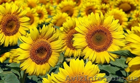 Насіння гібридів соняшника. - <ro>Изображение</ro><ru>Изображение</ru> #1, <ru>Объявление</ru> #1508221