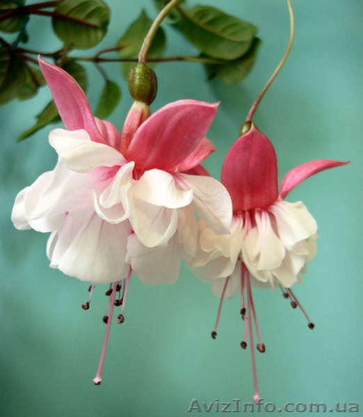 Продам укорененные черенки фуксии махровой - <ro>Изображение</ro><ru>Изображение</ru> #1, <ru>Объявление</ru> #1543289