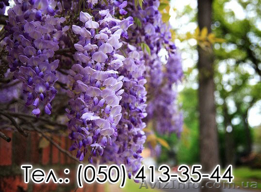 Саженцы Вистерии, Глицинии почтой оптом и в розницу - <ro>Изображение</ro><ru>Изображение</ru> #1, <ru>Объявление</ru> #1551527