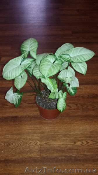 Сингониум кустовой Пикси - <ro>Изображение</ro><ru>Изображение</ru> #1, <ru>Объявление</ru> #968789