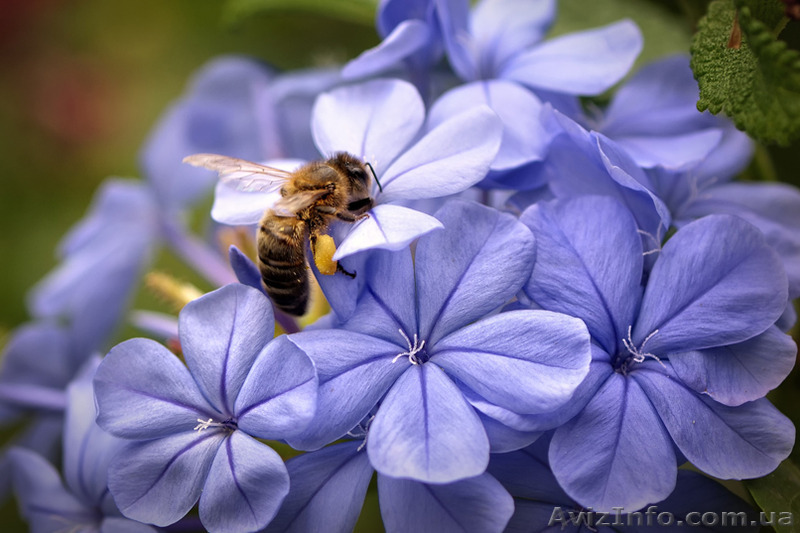 Продам 20 пчелопакетов - <ro>Изображение</ro><ru>Изображение</ru> #1, <ru>Объявление</ru> #1503612