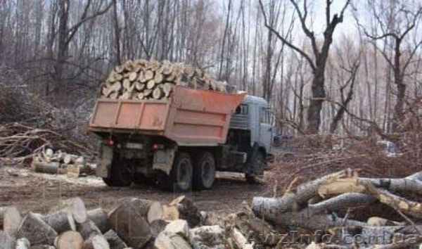 Дрова. Дуб. Сухостой. Метровка. - <ro>Изображение</ro><ru>Изображение</ru> #1, <ru>Объявление</ru> #1558335