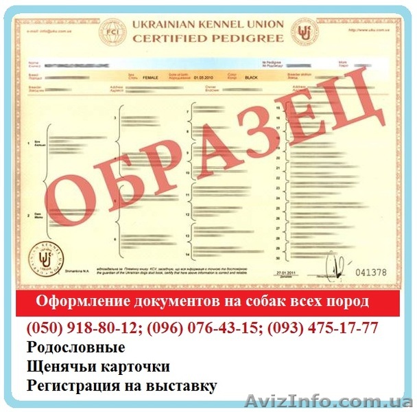 Оформлення документів на собак. Щенячі картки, Родовід. Клуб - <ro>Изображение</ro><ru>Изображение</ru> #1, <ru>Объявление</ru> #1558568