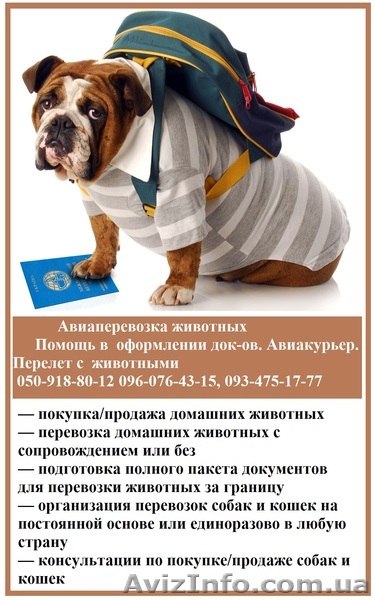Авіаперевезення тварин. Допомога в оформленні док-ів. Авіакур'єр. Переліт з твар - <ro>Изображение</ro><ru>Изображение</ru> #1, <ru>Объявление</ru> #1558571
