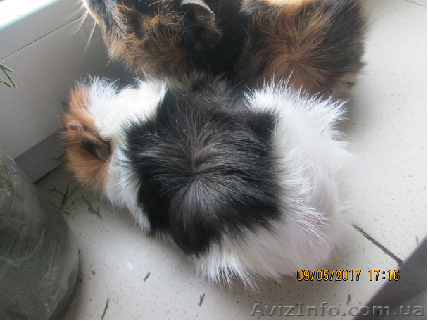 Купить морскую свинку в городе можно без проблем. - <ro>Изображение</ro><ru>Изображение</ru> #1, <ru>Объявление</ru> #1557523