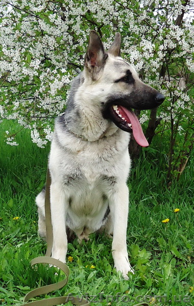 Щенки ВЕО с родословной - <ro>Изображение</ro><ru>Изображение</ru> #1, <ru>Объявление</ru> #1571901