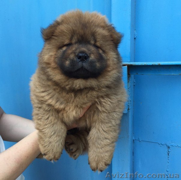 продаются очаровательные щенки чау-чау - <ro>Изображение</ro><ru>Изображение</ru> #1, <ru>Объявление</ru> #499516