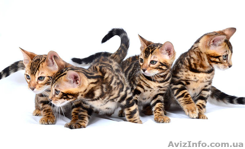 Бенгальский котенок (официальный питомник WCF) - <ro>Изображение</ro><ru>Изображение</ru> #1, <ru>Объявление</ru> #1577612