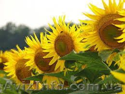 ПБФ "КОЛОС" предлагает качественные семена подсолнечника от производителя - <ro>Изображение</ro><ru>Изображение</ru> #1, <ru>Объявление</ru> #1589124