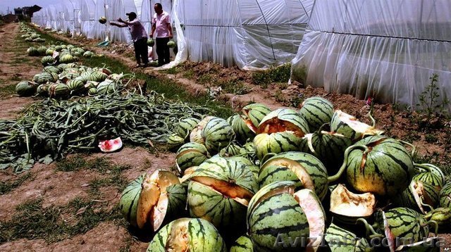 Трудоустройство в Южной Корее. - <ro>Изображение</ro><ru>Изображение</ru> #1, <ru>Объявление</ru> #1593289