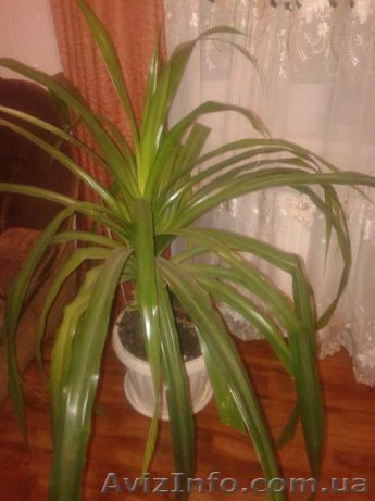 Продам пальму винтовую (пандус)  - <ro>Изображение</ro><ru>Изображение</ru> #1, <ru>Объявление</ru> #1492114