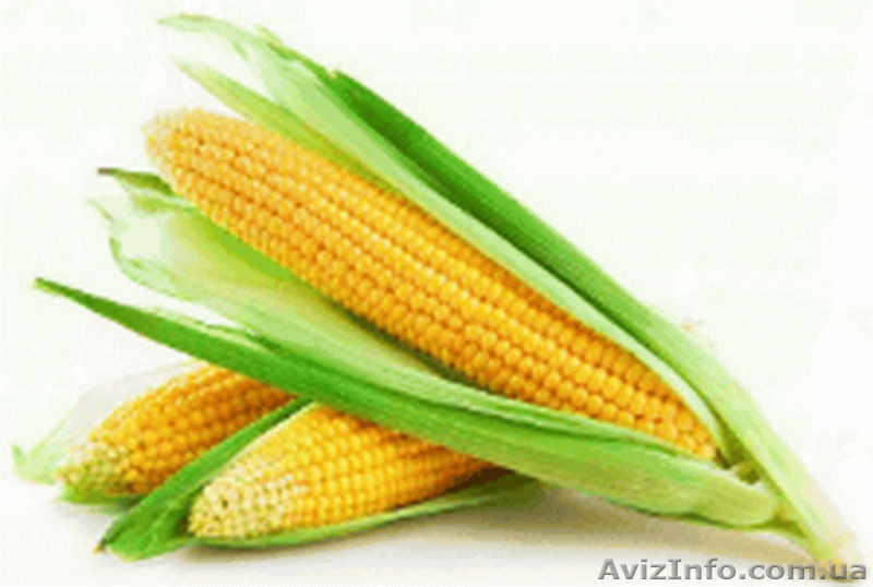 Куплю кукурудзу. - <ro>Изображение</ro><ru>Изображение</ru> #1, <ru>Объявление</ru> #1608575