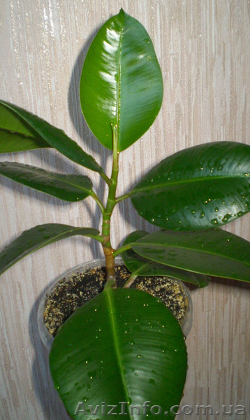 Продам фикус каучуконосный - <ro>Изображение</ro><ru>Изображение</ru> #1, <ru>Объявление</ru> #1604900