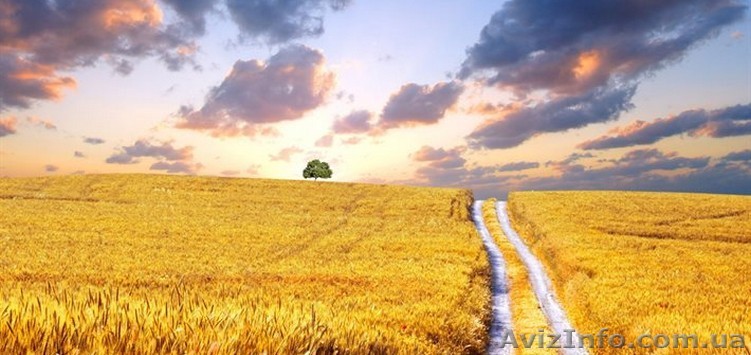 Покупаем зерновые, масличные культуры, дорого - <ro>Изображение</ro><ru>Изображение</ru> #1, <ru>Объявление</ru> #1623561