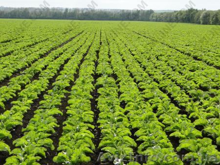 Цукровий буряк - Граніс - <ro>Изображение</ro><ru>Изображение</ru> #1, <ru>Объявление</ru> #1642279