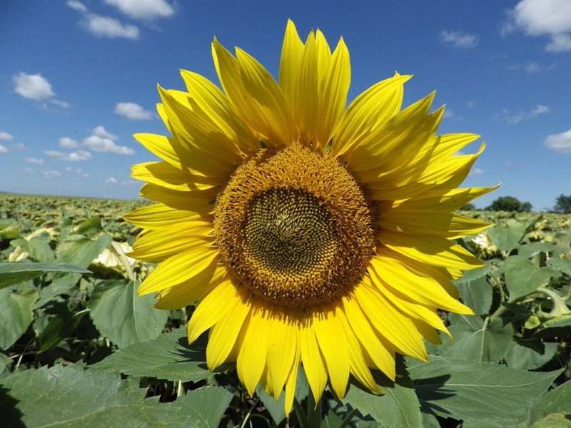 ЖАЛОН F1 досходовий (екстра, стандарт) - <ro>Изображение</ro><ru>Изображение</ru> #1, <ru>Объявление</ru> #1645601