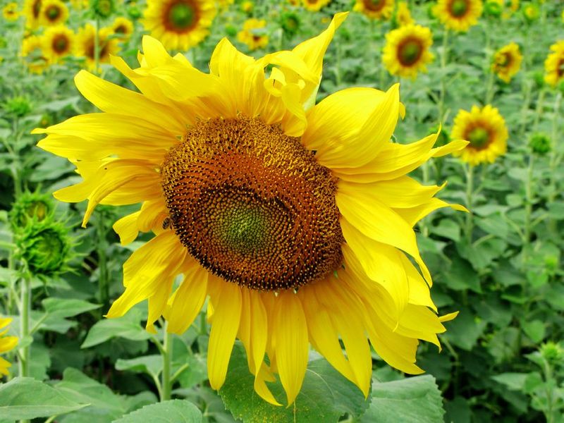 НС ТАУРУС насіння соняшника під євро-лайтнінг - <ro>Изображение</ro><ru>Изображение</ru> #1, <ru>Объявление</ru> #1645019