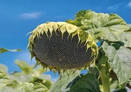 насіння соняшнику гібрид Карат - <ro>Изображение</ro><ru>Изображение</ru> #1, <ru>Объявление</ru> #1646199