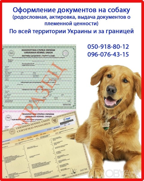 Оформити родовід на собаку. Оформлення посліду, Харків - <ro>Изображение</ro><ru>Изображение</ru> #1, <ru>Объявление</ru> #1647587