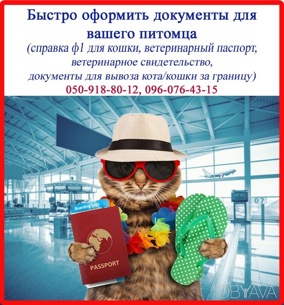 Терміново супровідні документи для кішки (довідка ф1 і т.д.), Харків - <ro>Изображение</ro><ru>Изображение</ru> #1, <ru>Объявление</ru> #1647591