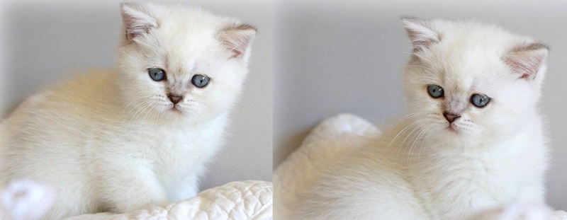 Профессионально выращенные чистокровные шотландские котята - <ro>Изображение</ro><ru>Изображение</ru> #1, <ru>Объявление</ru> #821637