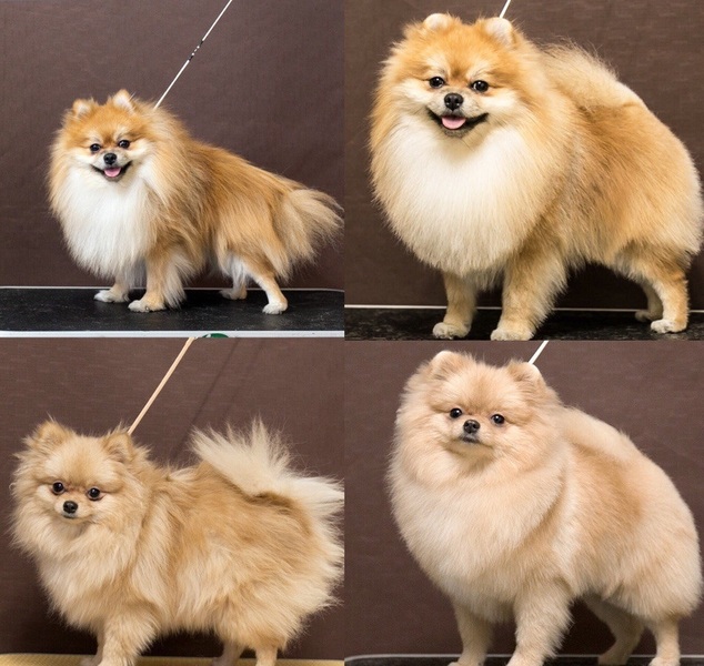 Стрижка собак, кошек, котов любых пород, Алексеевка - <ro>Изображение</ro><ru>Изображение</ru> #1, <ru>Объявление</ru> #1663094