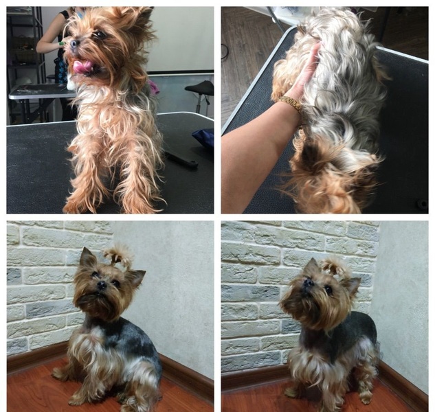 Стрижка собак на дому (груминг) Харьков, Алексеевка - <ro>Изображение</ro><ru>Изображение</ru> #1, <ru>Объявление</ru> #1663095