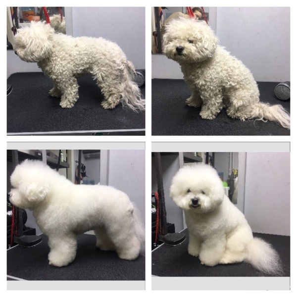 Грумінг салон  (стрижка собак, котів, підготовка до виставок) - <ro>Изображение</ro><ru>Изображение</ru> #1, <ru>Объявление</ru> #1663097