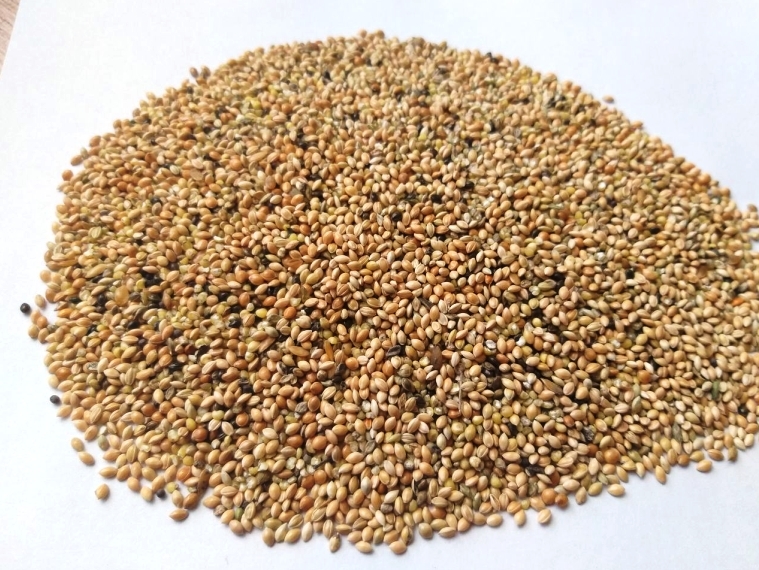 Просо зерноотходы в мешках. Корм с/х животным, птицам и рыбам - <ro>Изображение</ro><ru>Изображение</ru> #1, <ru>Объявление</ru> #1664690