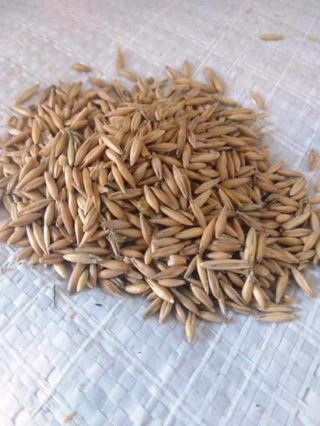 Кормовой овес в Харькове. Корм лошадям, скоту и птицам - <ro>Изображение</ro><ru>Изображение</ru> #1, <ru>Объявление</ru> #1650740