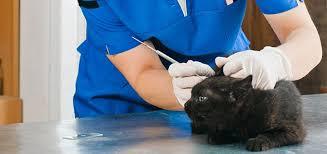 ветеринар на дом Харьков 0990928847 - <ro>Изображение</ro><ru>Изображение</ru> #1, <ru>Объявление</ru> #1672411