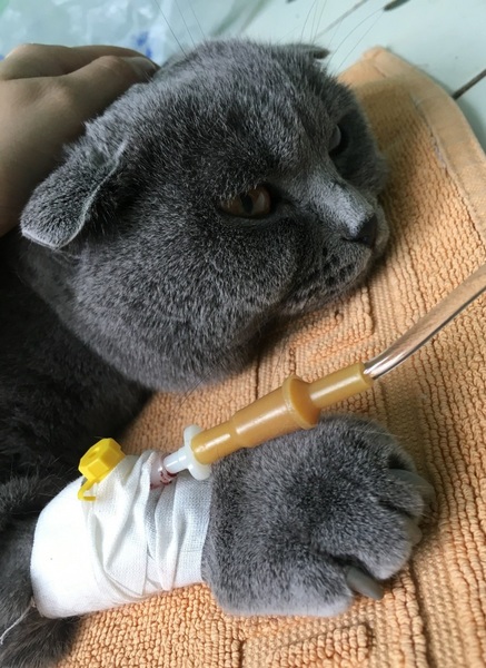 ветеринар  Харьков 0990928847 ветклиника в Харькове - <ro>Изображение</ro><ru>Изображение</ru> #1, <ru>Объявление</ru> #1674594