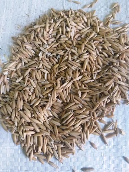 Овёс фуражный средним оптом - <ro>Изображение</ro><ru>Изображение</ru> #1, <ru>Объявление</ru> #1646950