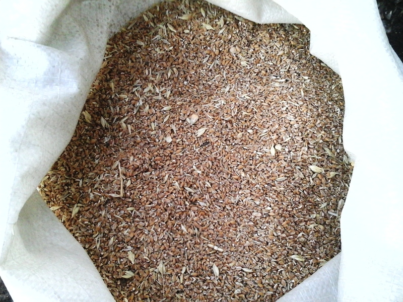 Зерноотходы пшеницы для корма скота, птицы - <ro>Изображение</ro><ru>Изображение</ru> #1, <ru>Объявление</ru> #1673131