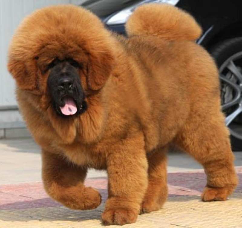 Щенки тибетский мастифф  питомник ксу - <ro>Изображение</ro><ru>Изображение</ru> #1, <ru>Объявление</ru> #1687181