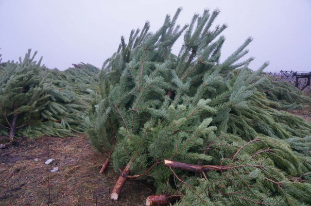 Елка живая новогодняя - <ro>Изображение</ro><ru>Изображение</ru> #1, <ru>Объявление</ru> #1719907