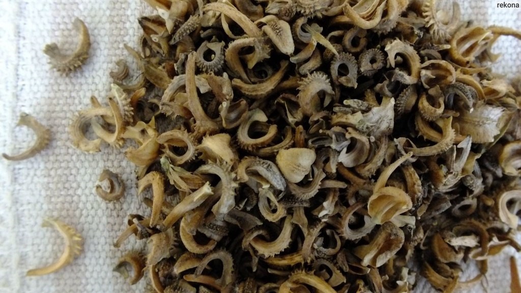 семена календулы - <ro>Изображение</ro><ru>Изображение</ru> #1, <ru>Объявление</ru> #1722483