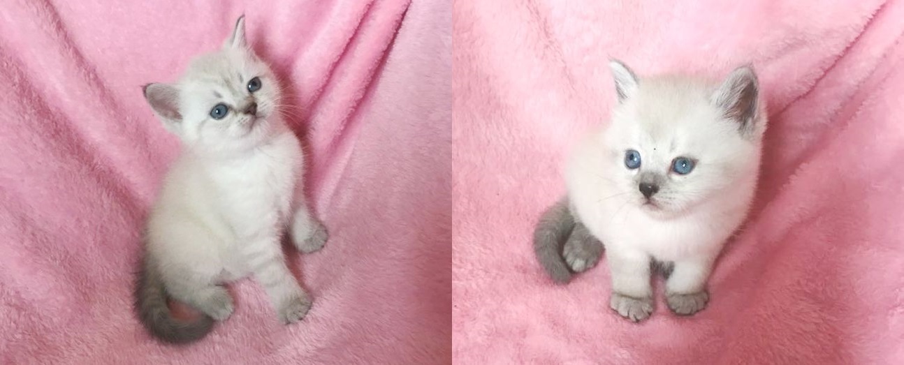 Шотландские котята. Красавцы, плюшевые медвежата - <ro>Изображение</ro><ru>Изображение</ru> #1, <ru>Объявление</ru> #877796