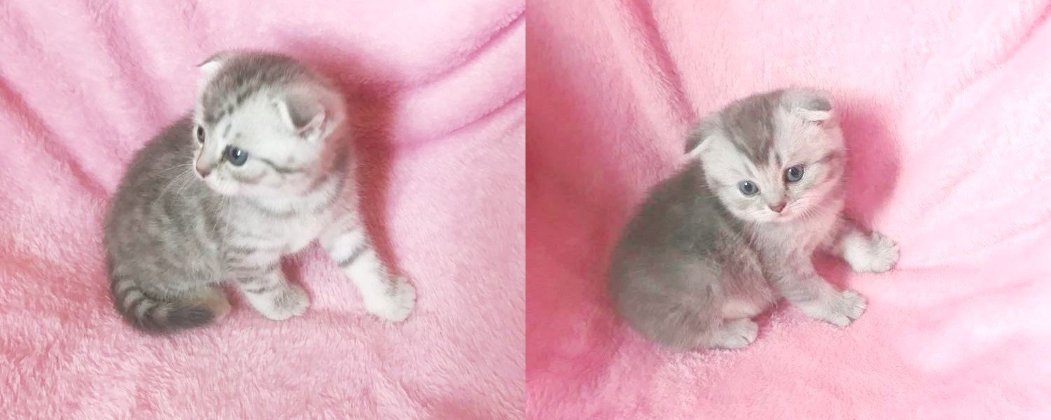 Супер котята шотландцы - <ro>Изображение</ro><ru>Изображение</ru> #1, <ru>Объявление</ru> #1042602