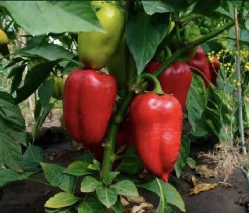 Робота в Чехії - вигідні умови, гідна оплата праці! - <ro>Изображение</ro><ru>Изображение</ru> #1, <ru>Объявление</ru> #1738383