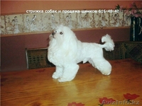 Питомники мальтийских болонок. - <ro>Изображение</ro><ru>Изображение</ru> #2, <ru>Объявление</ru> #20104