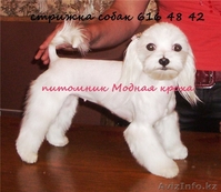 Питомники мальтийских болонок. - <ro>Изображение</ro><ru>Изображение</ru> #3, <ru>Объявление</ru> #20104