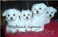 Питомники мальтийских болонок. - <ro>Изображение</ro><ru>Изображение</ru> #5, <ru>Объявление</ru> #20104
