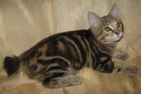 Курильский бобтейл-маленькая рысь - <ro>Изображение</ro><ru>Изображение</ru> #4, <ru>Объявление</ru> #406862