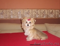 Питомники мальтийских болонок. - <ro>Изображение</ro><ru>Изображение</ru> #1, <ru>Объявление</ru> #20104